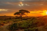 Bratley View in The New Forest