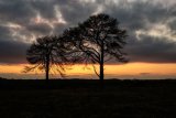 Silhouetted Pine Trees