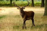 Red Deer Cervus elaphus