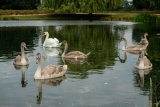 Mute Swans Cygnus olor