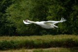Mute Swan Cygnus olor