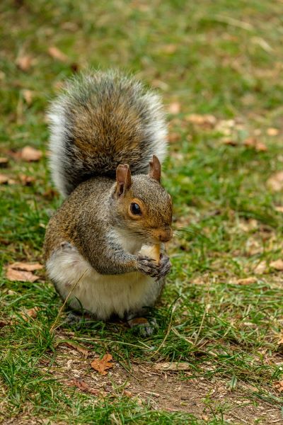 Grey Squirrel Sciurus carolinensis