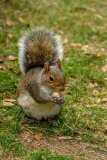 Grey Squirrel Sciurus carolinensis