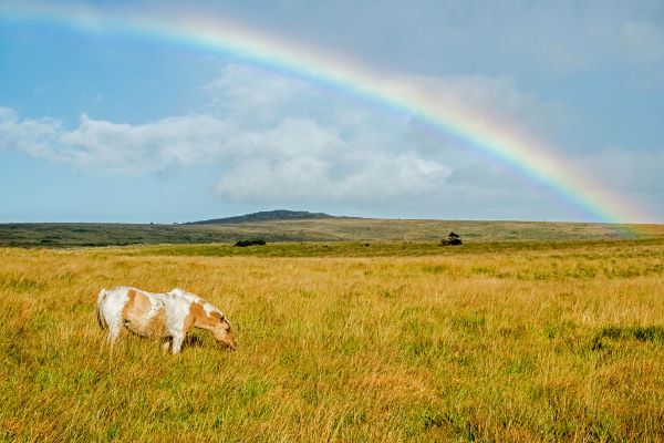 Dartmoor Pony with Rainbow