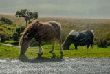Dartmoor Ponies during a Rainstorm
