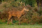 Red Deer Cervus elaphus