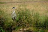 Grey Heron Ardea cinerea