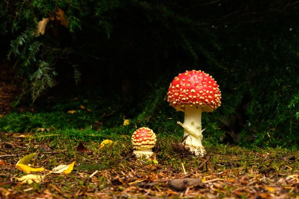Fly Agaric Amanita muscaria