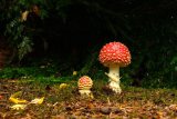 Fly Agaric Amanita muscaria