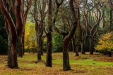 Twisted Trees