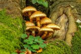 Shaggy Pholiota Pholiota squarrosa