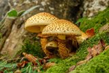 Shaggy Pholiota Pholiota squarrosa