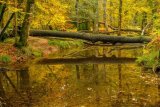 Blackwater Rhinefield Ornamental Drive