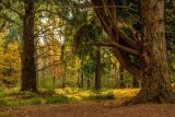 Blackwater Arboretum
