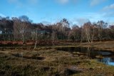 Shatterford Bottom