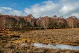 Shatterford Bottom