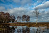 Shatterford Bottom