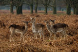 Fallow Deer Dama dama