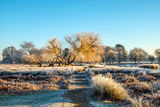 Heron Pond Bushy Park Hampton London