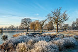Heron Pond Bushy Park Hampton London