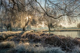 Heron Pond Bushy Park Hampton London