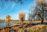 Heron Pond Bushy Park Hampton London