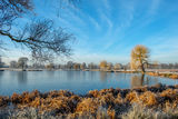 Heron Pond Bushy Park Hampton London