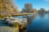 Leg of Mutton Pond Bushy Park
