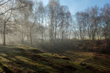 Mist and Light