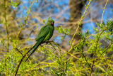 Ring-necked Parakeet Psittacula krameri