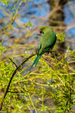 Ring-necked Parakeet Psittacula krameri