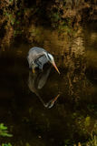 Grey Heron Ardea cinerea
