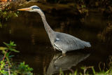 Grey Heron Ardea cinerea