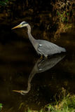 Grey Heron Ardea cinerea