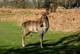 Fallow Deer Dama dama