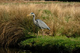 Grey Heron Ardea cinerea