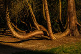 Golden Limbs