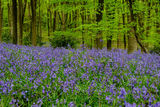 Bluebell Woods