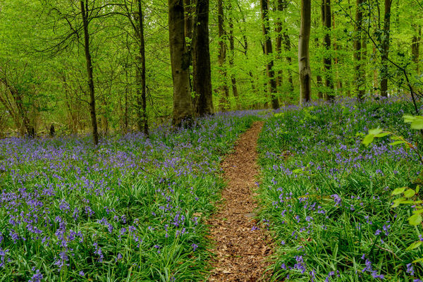 Pathway through Bluebell Woods