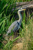 Grey Heron Ardea cinerea