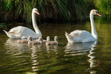 Mute Swans Cygnus olor