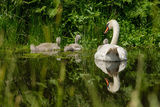 Mute Swan Cygnus olor with Young