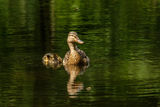 Mallard Anas platyrhynchos