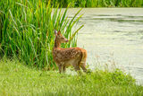 Red Deer Fawn Cervus elaphus