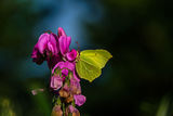 Brimstone Butterfly Gonepteryx rhamni