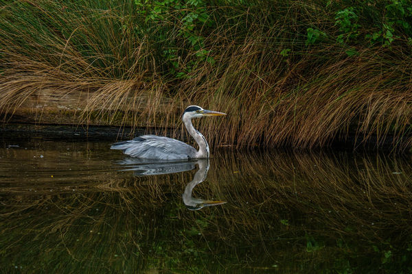 Grey Heron Ardea cinerea