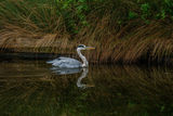 Grey Heron Ardea cinerea
