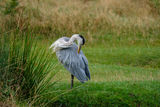 Grey Heron Ardea cinerea