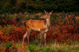 Red Deer Cervus elaphus