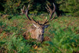 Red Deer Cervus elaphus